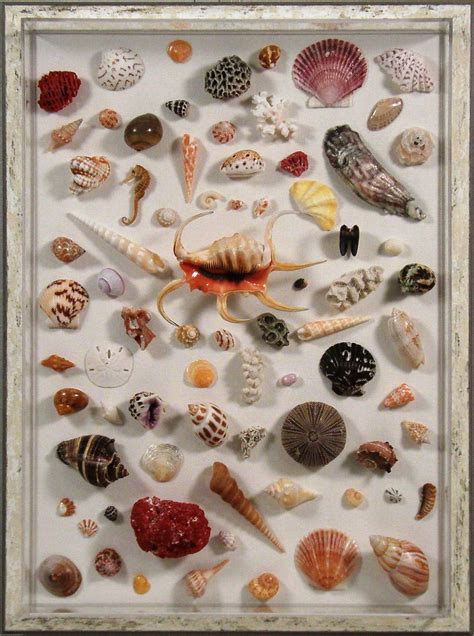 Seashell Collection In A Bradleys Custom Frame Like Bradleys On