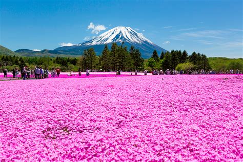 Kukyflor Top 8 Los Campos De Flores Más Espectaculares Del Mundo