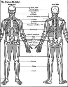 A position in which it is presumed that the person is standing erect with head held straight, eyes looking to the horizon, arms by the sides, fingers picture (a) is a perfect example of why anatomists use the anatomical position. Standard anatomical position : Diagram : Right, Left ...