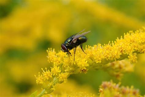 Free Images Blossom Meadow Prairie Flower Bloom Fly Summer