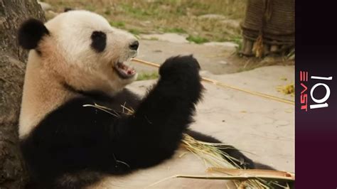 🇨🇳 Saving Chinas Pandas 101 East Youtube