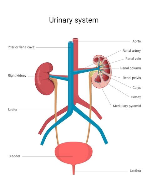 Premium Vector Urinary System With Main Parts Labeled Human Kidney