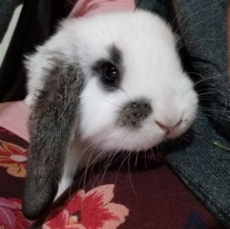 French Lop Rabbits For Sale Fayetteville Ga 264481