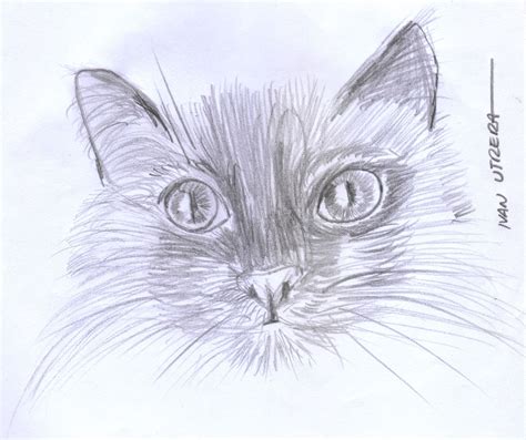 Gato A Lápiz Drawing Sketches Drawings Kitten Style Inspiration