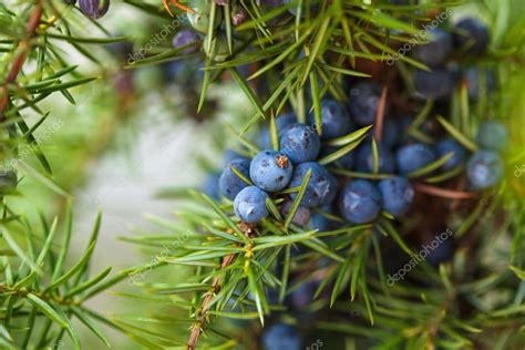 Juniper Berries — Stock Photo © Oksixx 56237111