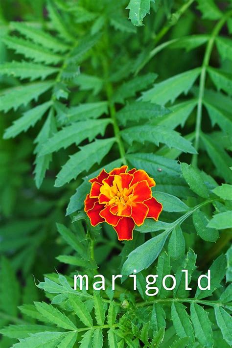 Natural ways to keep bugs off of tomato plants. marigolds are great next to tomatoes to keep bugs away ...