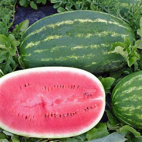Watermelon Daredevil F1 Citrullus Lanatus Buy Australian Seed