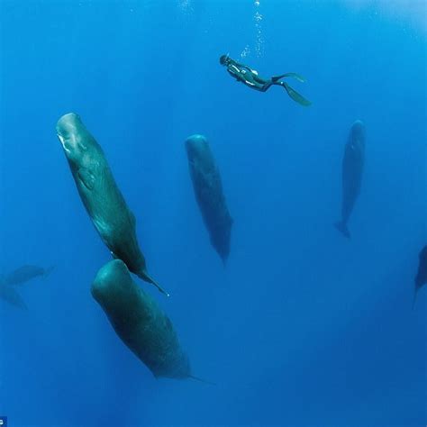 The Way Sperm Whales Sleep Amusing Planet