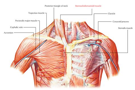 Sternocleidomastoid Earths Lab