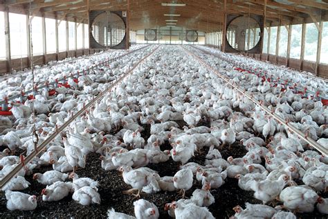 Iran Poultry Farms Hit Hard by Culling of 16m Chicken | Financial Tribune