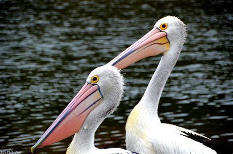 Here's a scoop for you: 2 pelicans | Pelican