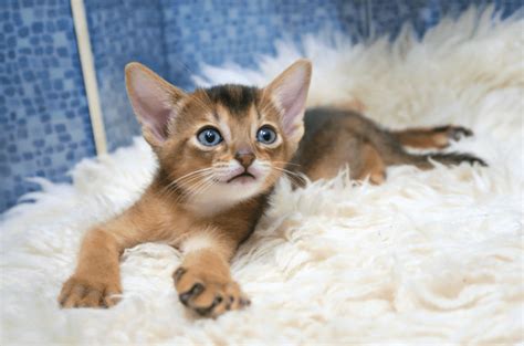 Abyssinian Animal Corner