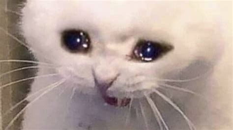 22 Gato Ojos Tristes Meme