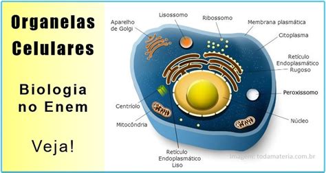 Organelas Ribossomo Retículo E Complexo De Golgi Biologia Enem