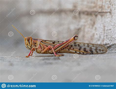 Grasshopper Or Locust Is Danger For Crops In Pakistan And India Stock