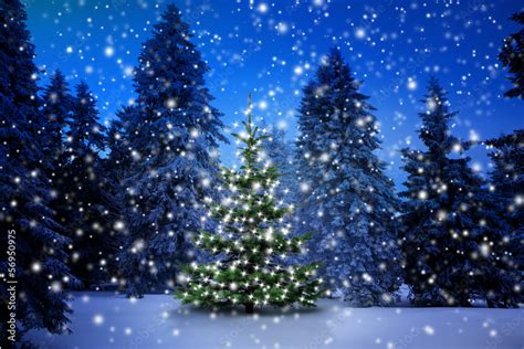 Weihnachtsbaum Im Winterwald Stock Foto Adobe Stock