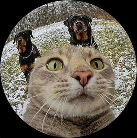 Cat Round Pfp 5 Cat Profile Cat Icon Cute Cats And Dogs