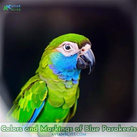 A Complete Guide To Blue Parakeets