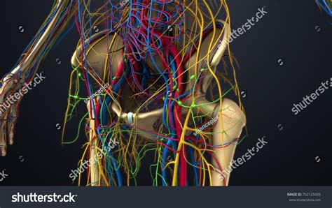 Skeleton Arteries Veins Nerves Lymph Nodes Stock Illustration 752125009