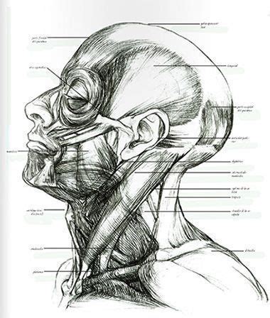 C Mo Dibujar El Cuerpo Humano Libros De Anatom A Art Stica