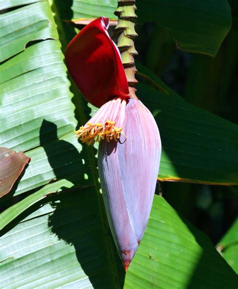 10 Uses Of Banana Treesplants Dengarden