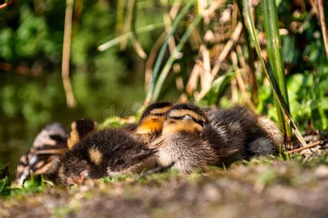 Baby Ducks Sleeping With Their Mother Stock Photo Image Of Mother
