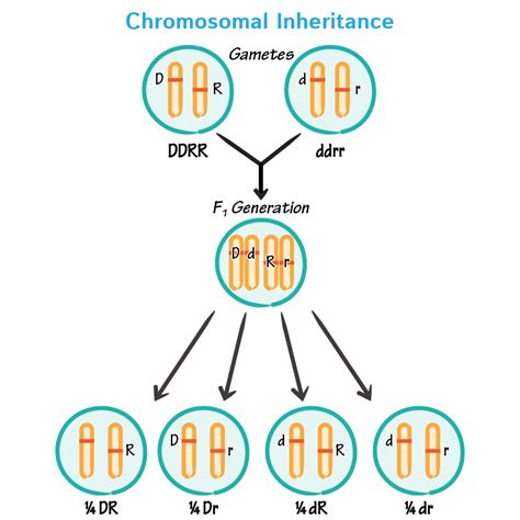 Cell Biology Glossary Chromosomal Inheritance Draw It To Know It