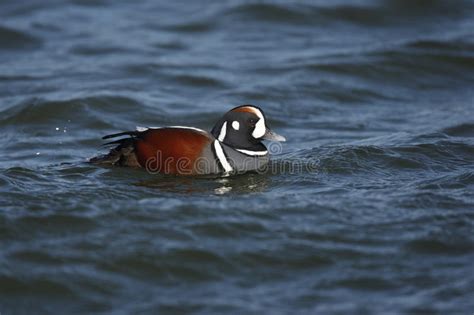 Harlequin Duck Histrionicus Histrionicus Stock Photo Image Of Shore