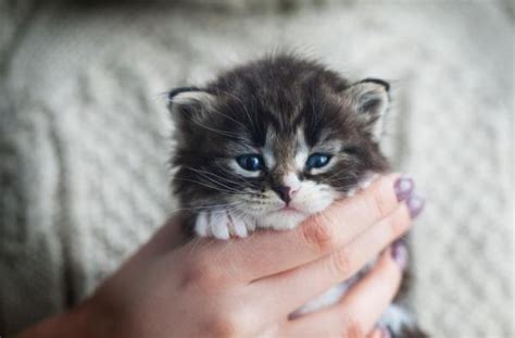 Top 5 Smallest Cat Breeds In The World List And Description