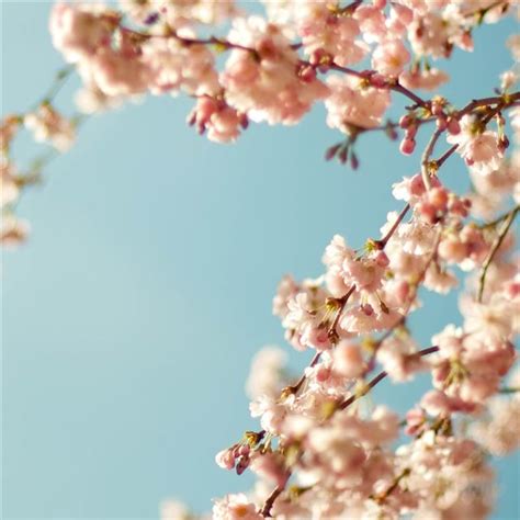 Blossom Tree Closeup Ipad Wallpapers Free Download