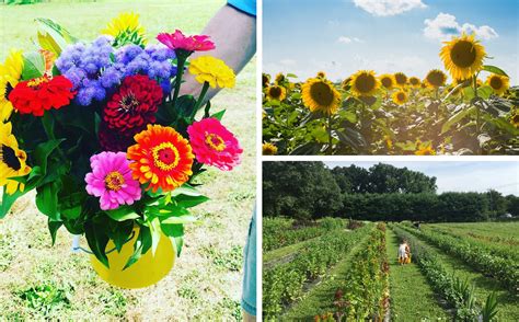 8 Pick Your Own Flower Farms Near New York City 6sqft