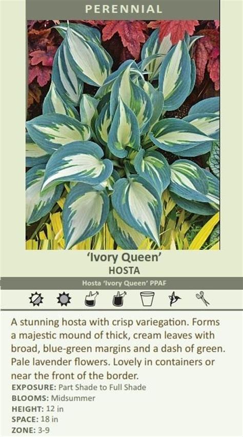 Hosta Ivory Queen Perennial Plant Sale Bloomin Designs Nursery