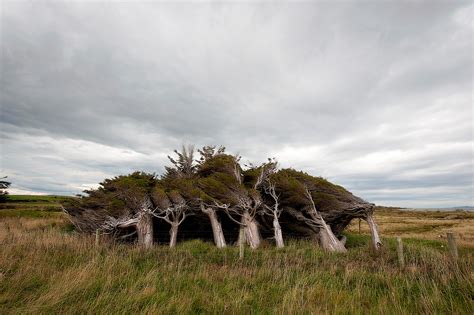 Slope Point Trees Beauty Created By Force Of Nature Unusual Places