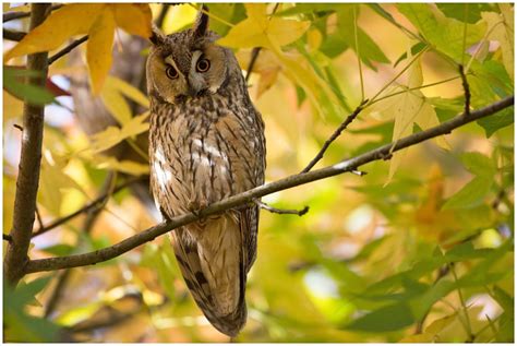 Long Eared Owl Wildlife Online