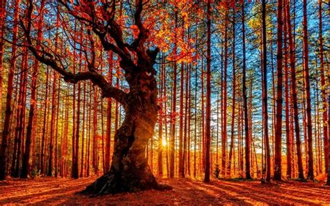 Wallpaper Beautiful Autumn Sunset Forest Trees Red Leaves 2560x1600