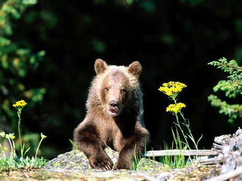 Encyclopaedia Of Babies Of Beautiful Wild Animals The