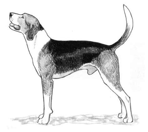 Coon Dog Drawings At Explore Collection Of Coon
