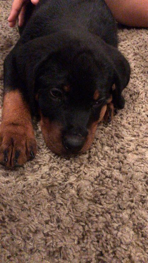 Welcome to the home of german rottweilers. Rottweiler Puppies For Sale | Dallas, TX #321341 | Petzlover