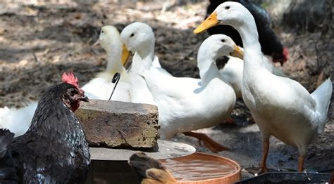 In the opening scene, he is visited by a. Can You Keep Ducks & Chickens Together?