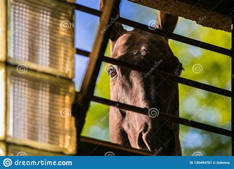 A Curious Brown Horse Looking Through A Window Stock Image Image Of