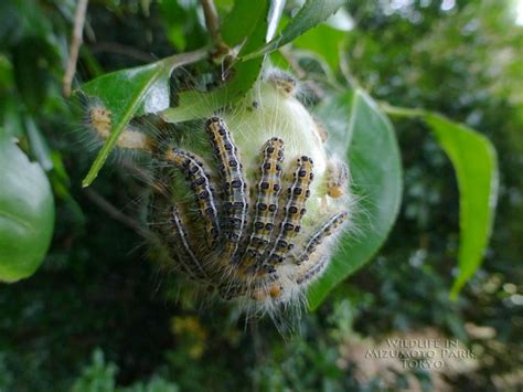 Tea Tussock Moth Wildlife In Mizumoto Park Tokyo