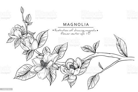 To search on pikpng now. Magnolia Flowers Stock Illustration - Download Image Now ...