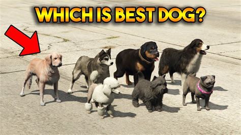 Gta 5 Online Which Is Best Dog Youtube