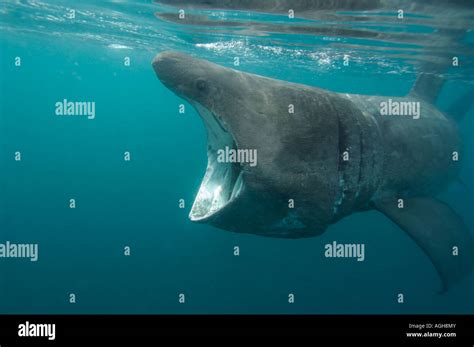 Basking Shark Feeding In The Uk Stock Photo Alamy