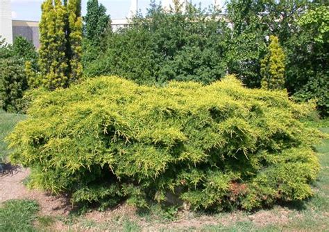 Maybe you would like to learn more about one of these? JUNIPERUS media 'Old Gold' - Conifères d'ornement