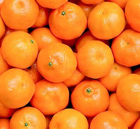Fresh Mandarin Oranges Wholesale Exporter And Supplier Buy In Bulk Or