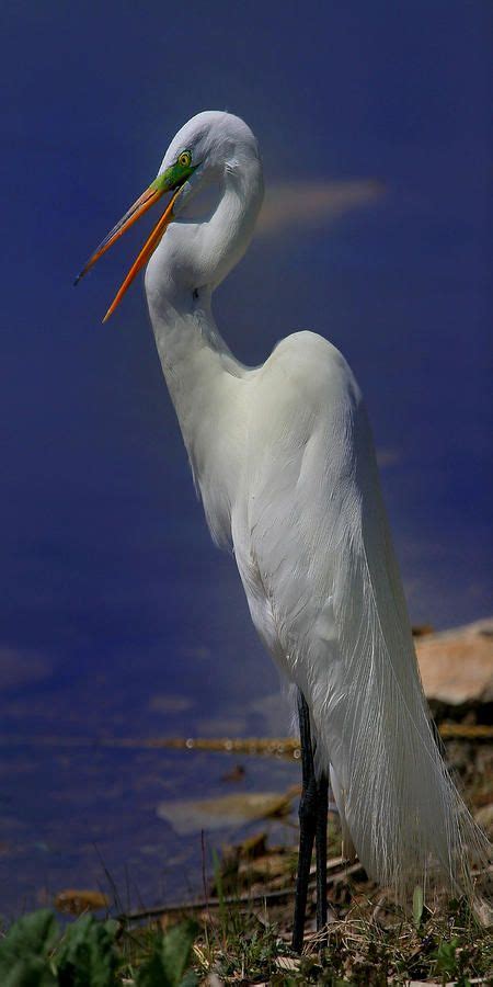 Great Egret Ardea Alba Pet Birds White Egret Beautiful Birds