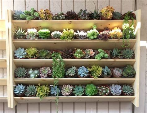 How To Water Succulents And Cacti The Ultimate Guide In 2020