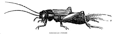 5250 Cricket Insect Stock Vectors Images And Vector Art Shutterstock
