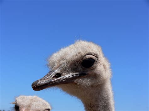Ostrich Head Close Up Free Stock Photo Public Domain Pictures